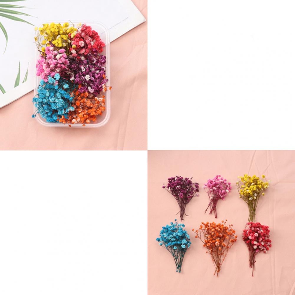 Dried Flower Bulk - Naturalne kwiaty Zestaw suszonych kwiatów Diy