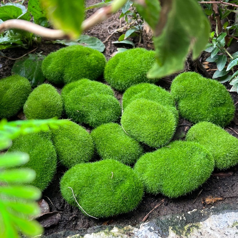 5/30 szt. Symulowane kamienie  – Terrarium Moss Art recenzja i cena